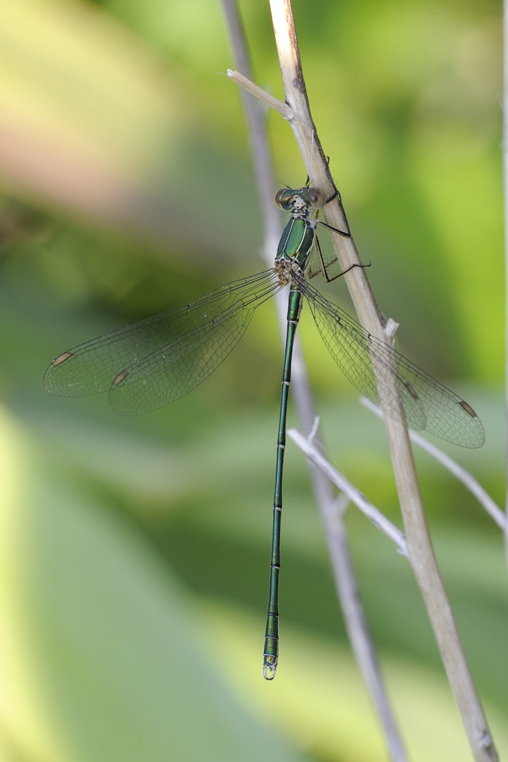 Lestes Virids